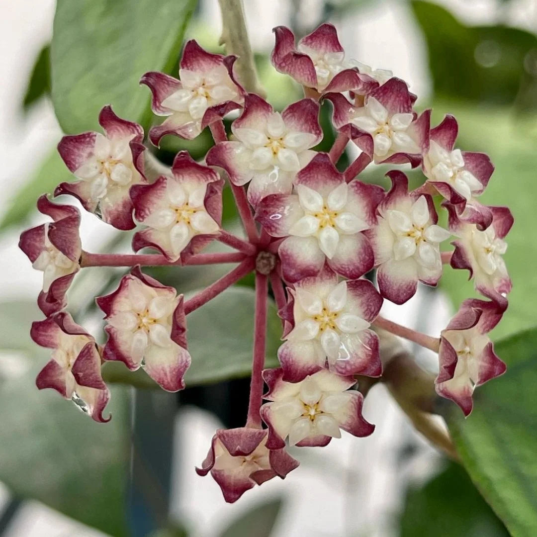 Hoya finlaysonii