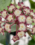 Hoya finlaysonii