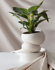 Fondra Self-Watering Pot